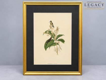 Antique Hand-Colored Engraving Eucephala Caerulea Hummingbirds Botanical Print Gilt Frame